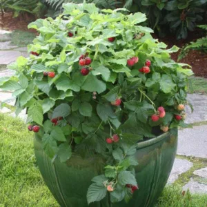 Rubus idaeus Bushel and Berry® Raspberry Shortcake®, Summer Bearing Raspberry Bushel and Berry® Raspberry Shortcake®, Raspberry Bushel and Berry® Raspberry Shortcake®, Red Raspberry Bushel and Berry® Raspberry Shortcake®, Rubus idaeus Ruby Beauty, Rubus idaeus 'Nr7' Raspberries, Red Berries, Fruiting Shrub