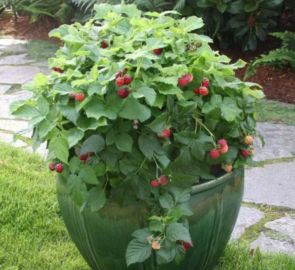 Rubus idaeus Bushel and Berry® Raspberry Shortcake®, Summer Bearing Raspberry Bushel and Berry® Raspberry Shortcake®, Raspberry Bushel and Berry® Raspberry Shortcake®, Red Raspberry Bushel and Berry® Raspberry Shortcake®, Rubus idaeus Ruby Beauty, Rubus idaeus 'Nr7' Raspberries, Red Berries, Fruiting Shrub