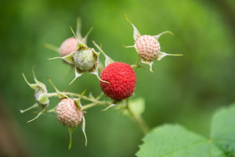 Rubus parviflorus, Thimbleberry, Native Australian Bramble, Salmon Berry, Salmonberry, Western Thimbleberry, Red Berries, Fruiting Shrub