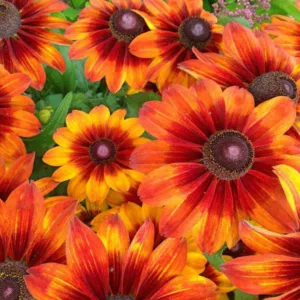Rudbeckia Summerina Orange, Summerina Orange Gloriosa Daisy, Gloriosa Daisy Summerina Orange, Rudbeckia Summerina Orange, Rudbeckia hirta, Black-eyed Susan Summerina Orange, Orange Rudbeckia, Orange Flowers