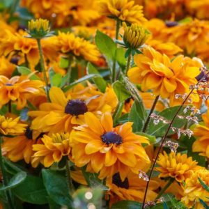 Rudbeckia Summerina Yellow, Summerina Yellow Gloriosa Daisy, Gloriosa Daisy Summerina Yellow, Rudbeckia Summerina Yellow, Rudbeckia hirta, Black-eyed Susan Summerina Yellow, Yellow Rudbeckia, Yellow Flowers