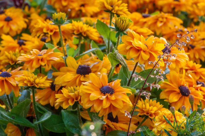 Rudbeckia Summerina Yellow, Summerina Yellow Gloriosa Daisy, Gloriosa Daisy Summerina Yellow, Rudbeckia Summerina Yellow, Rudbeckia hirta, Black-eyed Susan Summerina Yellow, Yellow Rudbeckia, Yellow Flowers