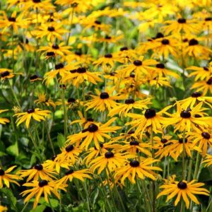 Rudbeckia Fulgida Little Goldstar, Black-Eyed Susan 'Little Goldstar', Glowing Coneflower 'Little Goldstar', Rudbeckia fulgida var. sullivantii 'Little Goldstar', late summer perennial, golden flowers, yellow perennial,Dwarf Rudbe