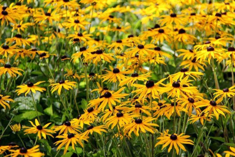 Rudbeckia Fulgida Little Goldstar, Black-Eyed Susan 'Little Goldstar', Glowing Coneflower 'Little Goldstar', Rudbeckia fulgida var. sullivantii 'Little Goldstar', late summer perennial, golden flowers, yellow perennial,Dwarf Rudbe