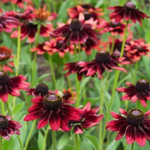 Cherry Brandy Black-Eyed Susan, Black-Eyed Susan Cherry Brandy, Rudbeckia Hirta Cherry Brandy, Gloriosa Daisy Cherry Brandy, Yellow Ox-eye Daisy Cherry Brandy, Red Rudbeckia, Red Black-Eyed Susan