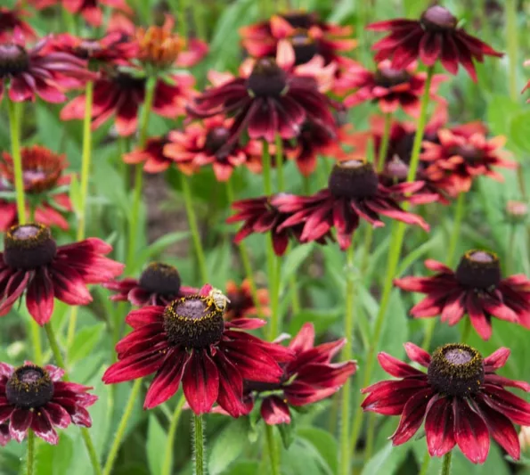 Cherry Brandy Black-Eyed Susan, Black-Eyed Susan Cherry Brandy, Rudbeckia Hirta Cherry Brandy, Gloriosa Daisy Cherry Brandy, Yellow Ox-eye Daisy Cherry Brandy, Red Rudbeckia, Red Black-Eyed Susan