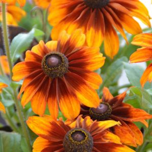 Chocolate Orange Black-Eyed Susan, Chocolate Orange Gloriosa Daisy, Gloriosa Daisy Chocolate Orange, Rudbeckia Chocolate Orange, Rudbeckia hirta Chocolate Orange, Black-eyed Susan Chocolate Orange, Orange flowers, bicolor flowers