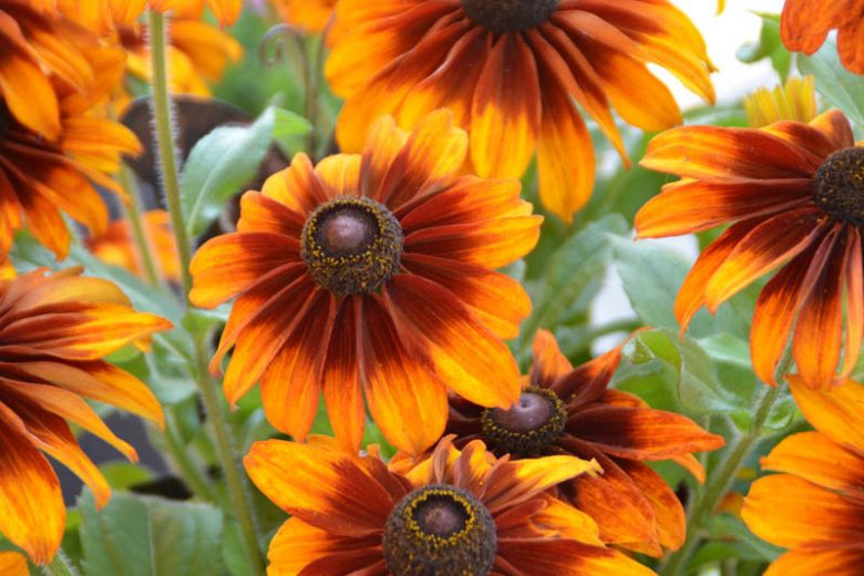 Chocolate Orange Black-Eyed Susan, Chocolate Orange Gloriosa Daisy, Gloriosa Daisy Chocolate Orange, Rudbeckia Chocolate Orange, Rudbeckia hirta Chocolate Orange, Black-eyed Susan Chocolate Orange, Orange flowers, bicolor flowers