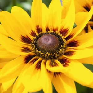 Denver Daisy Black-Eyed Susan, Denver Daisy Gloriosa Daisy, Gloriosa Daisy Denver Daisy, Rudbeckia Denver Daisy, Rudbeckia hirta Denver Daisy, Black-eyed Susan Denver Daisy, Rudbeckia Denver Daisy