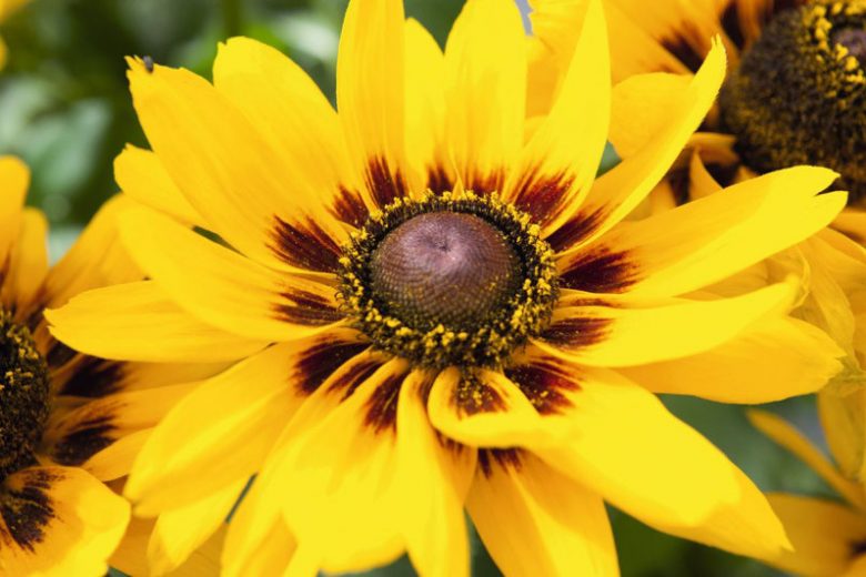 Denver Daisy Black-Eyed Susan, Denver Daisy Gloriosa Daisy, Gloriosa Daisy Denver Daisy, Rudbeckia Denver Daisy, Rudbeckia hirta Denver Daisy, Black-eyed Susan Denver Daisy, Rudbeckia Denver Daisy