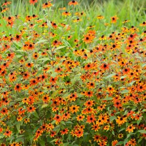 Rudbeckia Triloba Prairie Glow, Brown-Eyed Susan 'Prairie Glow', Native Black-Eyed Susan 'Prairie Glow', Thin-Leaved Rudbeckia 'Prairie Glow', Thin-Leaf Coneflower 'Prairie Glow', Branched Coneflower 'Prairie Glow', late summer perennial, golden flowers, yellow perennial