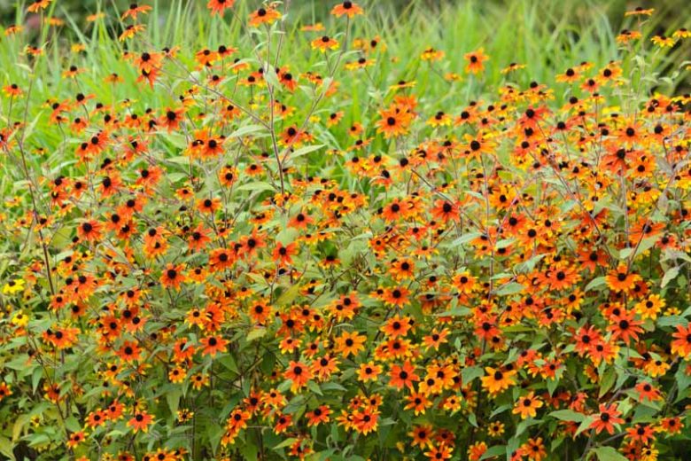 Rudbeckia Triloba Prairie Glow, Brown-Eyed Susan 'Prairie Glow', Native Black-Eyed Susan 'Prairie Glow', Thin-Leaved Rudbeckia 'Prairie Glow', Thin-Leaf Coneflower 'Prairie Glow', Branched Coneflower 'Prairie Glow', late summer perennial, golden flowers, yellow perennial