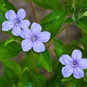 Ruellia humilis,Wild Petunia, Prairie Petunia, Fringeleaf Wild Petunia, Hairy Ruellia, Low Wild Petunia, Low Ruellia, Fringeleaf Ruellia, Lavender flowers, drought tolerant perennials