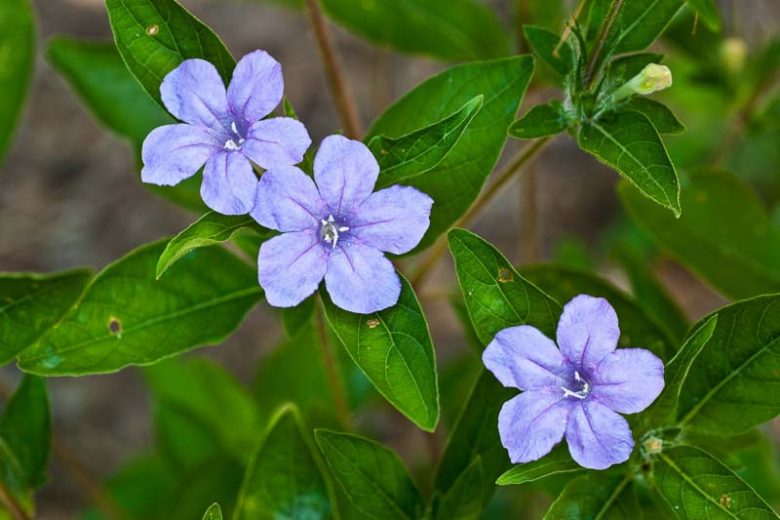Ruellia humilis,Wild Petunia, Prairie Petunia, Fringeleaf Wild Petunia, Hairy Ruellia, Low Wild Petunia, Low Ruellia, Fringeleaf Ruellia, Lavender flowers, drought tolerant perennials