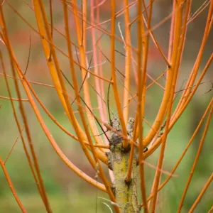Salix alba var. vitellina 'Britzensis', Scarlet Willow, Coral Bark Willow, Salix alba 'Britzensis', Salix alba 'Chermesina', Salix alba subsp. vitellina 'Britzensis', Deciduous Shrubs, Foliage, Fall color, Winter color, Red bark, Coral Bark