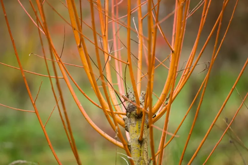 Salix alba var. vitellina 'Britzensis', Scarlet Willow, Coral Bark Willow, Salix alba 'Britzensis', Salix alba 'Chermesina', Salix alba subsp. vitellina 'Britzensis', Deciduous Shrubs, Foliage, Fall color, Winter color, Red bark, Coral Bark