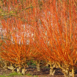 Salix alba var. vitellina 'Yelverton', Salix alba 'Chermesina Yelverton', Salix alba 'Yelverton', Salix 'Yelverton', Willow 'Yelverton', Deciduous Shrubs, Foliage, Fall color, Winter color, Yellow bark, Orange Bark