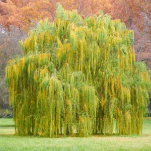 Salix babylonica, Weeping Willow, Deciduous Shrubs, Weeping trees, Foliage, Fall color, Winter color,