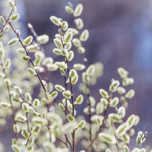 Salix discolor, Pussy Willow, American Glaucous Willow, American Salix, American Pussy, Catkins
