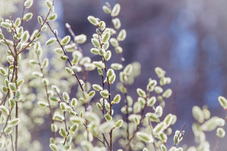 Salix discolor, Pussy Willow, American Glaucous Willow, American Salix, American Pussy, Catkins