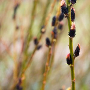 Salix gracilistyla 'Melanostachys', Black Pussy Willow, Black Willow, Catkins