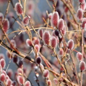 Salix gracilistyla 'Mount Aso', Rose-Gold Pussy Willow 'Mount Aso', Rosegold Pussy Willow 'Mount Aso', Japanese Pussy 'Mount Aso', Catkins