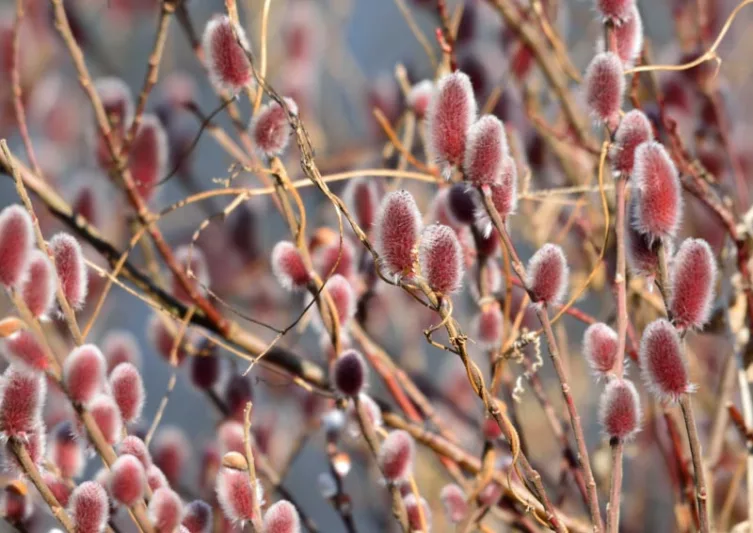 Salix gracilistyla 'Mount Aso', Rose-Gold Pussy Willow 'Mount Aso', Rosegold Pussy Willow 'Mount Aso', Japanese Pussy 'Mount Aso', Catkins