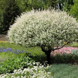 Dappled Willow, Flamingo Willow, Shrimp Willow, Dappled Japanese Willow, Variegated Willow, Salix integra 'Albomaculata', Salix integra 'Nishiki Flamingo', Salix 'Fuiri-koriyanagi'