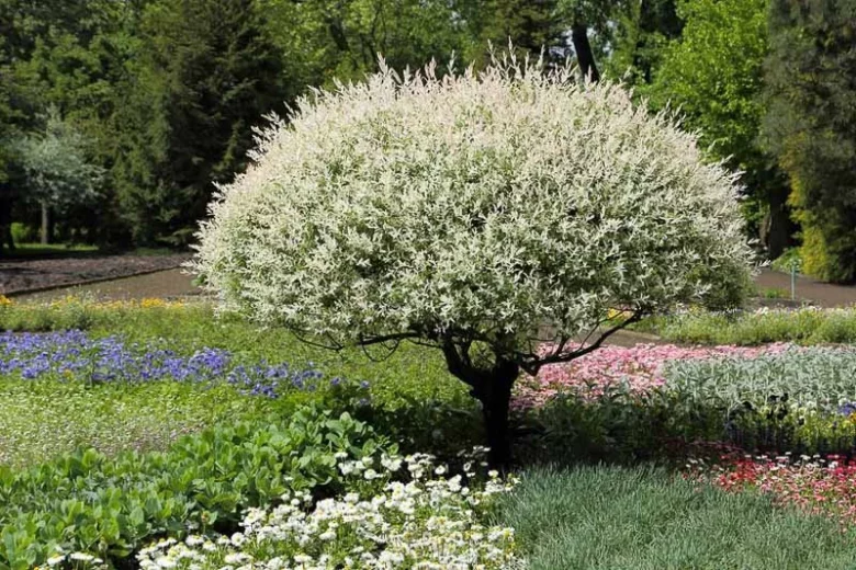 Dappled Willow, Flamingo Willow, Shrimp Willow, Dappled Japanese Willow, Variegated Willow, Salix integra 'Albomaculata', Salix integra 'Nishiki Flamingo', Salix 'Fuiri-koriyanagi'