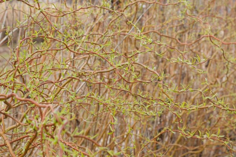 Salix 'Golden Curls', Willow 'Golden Curls', Willow 'Erythroflexuosa', Salix matsudana 'Tortuosa Aureopendula', Salix × erythroflexuosa, Salix 'Erythroflexuosa'