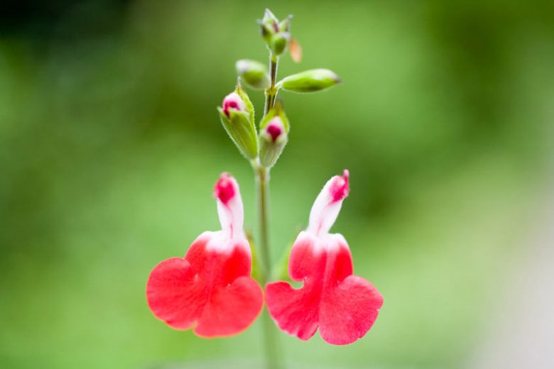 Salvia Hot Lips, Sage 'Hot Lips', Salvia x jamensis 'Hot Lips', Salvia microphylla 'Hot Lips', Red perennial, Red Sage, Bicolor Salvia, Bicolor Sage