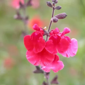 Salvia Microphylla 'Red Velvet', Baby Sage 'Red Velvet', Mountain Sage 'Red Velvet', Red perennial, Red Sage, Salvia microphylla x greggii 'Red Velvet'