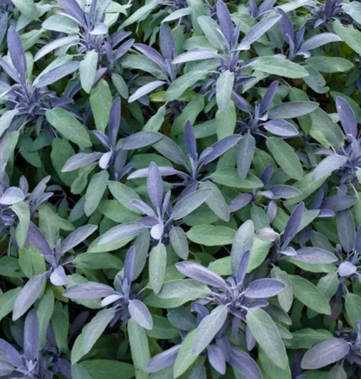 Salvia Officinalis 'Purpurascens', Purple Sage, Salvia officinalis Purpurascens Group, Salvia officinalis 'Purpurea', award-winning salvia, Purple Salvia, Evergreen shrub