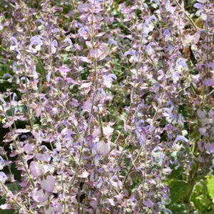 Salvia Sclarea var. turkestanica, Clary Sage,Europe Sage,Biennial Clary, Muscatel Sage, Clary Sage, Europe Sage, Biennial Clary, Muscatel Sage, Salvia turkestanica