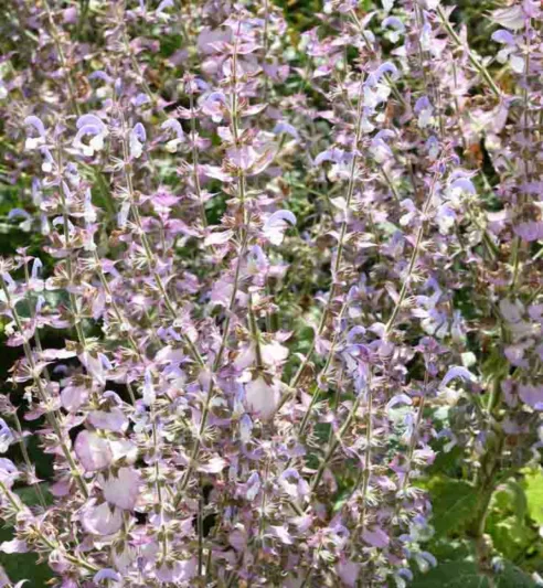 Salvia Sclarea var. turkestanica, Clary Sage,Europe Sage,Biennial Clary, Muscatel Sage, Clary Sage, Europe Sage, Biennial Clary, Muscatel Sage, Salvia turkestanica