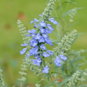 Salvia azurea var. grandiflora, Pitcher Sage, Wild Blue Sage, Prairie Sage, Salvia pitcheri, Salvia azurea subsp. pitcheri, Blue perennial, Blue Flowers