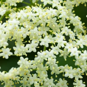 Sambucus canadensis, American Black Elderberry, American Elder, Common Elderberry,Elderberry, Sambucus nigra subsp. canadensis
