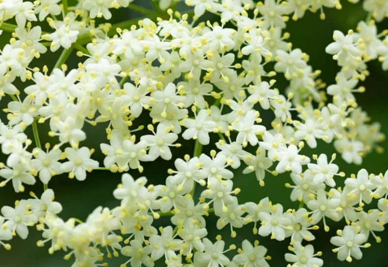 Sambucus canadensis, American Black Elderberry, American Elder, Common Elderberry,Elderberry, Sambucus nigra subsp. canadensis