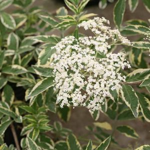 Sambucus nigra Instant Karma®, Elderberry Instant Karma®, Elder Instant Karma®, European Elder Instant Karma®, Black Elder Instant Karma®, Sambucus Instant Karma, Sambucus nigra 'Sanivalk', Variegated Elderberry