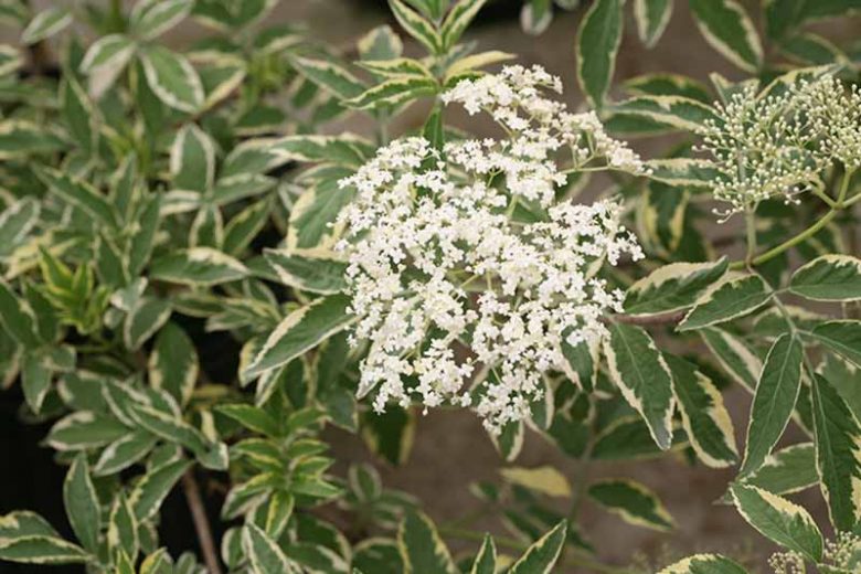 Sambucus nigra Instant Karma®, Elderberry Instant Karma®, Elder Instant Karma®, European Elder Instant Karma®, Black Elder Instant Karma®, Sambucus Instant Karma, Sambucus nigra 'Sanivalk', Variegated Elderberry