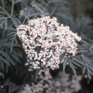 Sambucus nigra f. porphyrophylla 'Eva', Elderberry 'Eva', Elder 'Eva', European Elder 'Eva', Sambucus nigra Black Lace, Sambucus nigra f. porphyrophylla Black Lace®, Sambucus Black Lace®, Dark Foliage Shrub