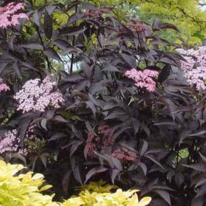 Sambucus nigra Black Beauty®, Elderberry 'Gerda', Elder 'Gerda', European Elder 'Gerda', Black Elder 'Gerda', Sambucus nigra f. porphyrophylla Black Beauty®, Sambucus Black Beauty®, Sambucus nigra f. porphyrophylla 'Gerda', Dark Foliage Shrub