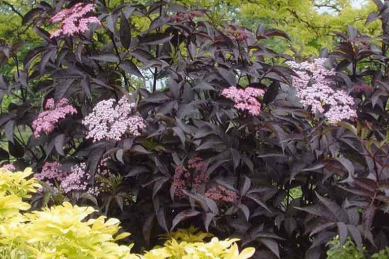 Sambucus nigra Black Beauty®, Elderberry 'Gerda', Elder 'Gerda', European Elder 'Gerda', Black Elder 'Gerda', Sambucus nigra f. porphyrophylla Black Beauty®, Sambucus Black Beauty®, Sambucus nigra f. porphyrophylla 'Gerda', Dark Foliage Shrub