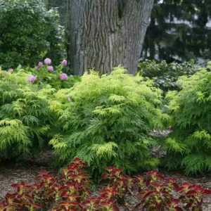 Sambucus racemosa Lemony Lace, Elderberry Lemony Lace®, Red-Berried Elder Lemony Lace®, Red Elderberry Lemony Lace®, Sambucus racemosa 'Smnsrd4'