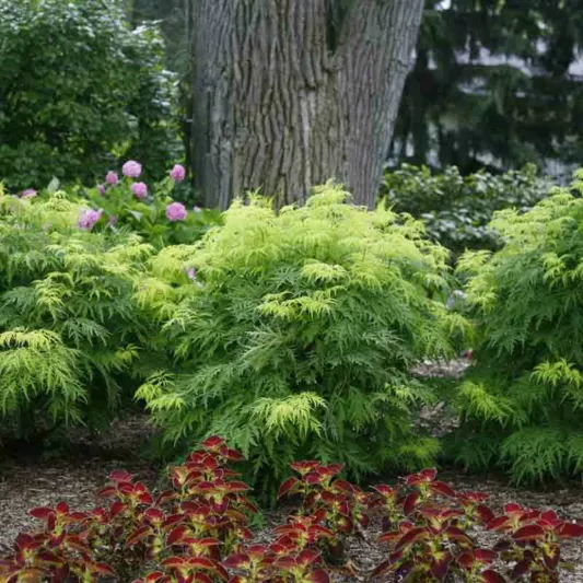Sambucus racemosa Lemony Lace, Elderberry Lemony Lace®, Red-Berried Elder Lemony Lace®, Red Elderberry Lemony Lace®, Sambucus racemosa 'Smnsrd4'