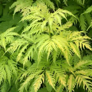 Sambucus racemosa Sutherland Gold, Elderberry Sutherland Gold, Red-Berried Elder 'Sutherland Gold', Red Elderberry 'Sutherland Gold', Gold Foliage
