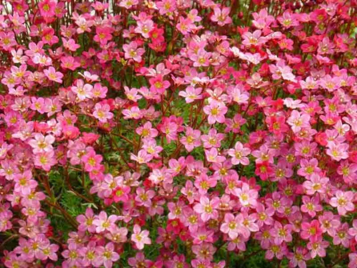 Saxifraga x arendsii 'Touran Pink', Saxifrage 'Touran Pink', Saxifraga 'Touran Pink', Pink flowers, ground covers, groundcover, perennial ground cover, evergreen perennial