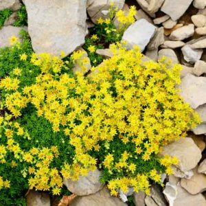 Sedum acre, Biting Stonecrop, Wall Pepper, Bird's Bread, Common Stonecrop, Country Pepper, Creeping Charlie, Creeping Jack, Ginger, Gold Dust, Golden Moss, Jack of the Buttery, Love and Tangle, Prick-Madam, Pricket, Tangle Tail, Wall Moss, Wall Paper