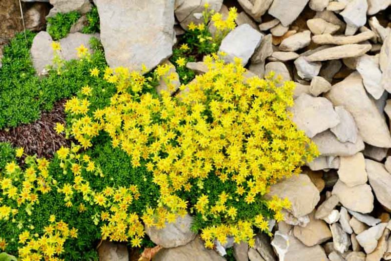 Sedum acre, Biting Stonecrop, Wall Pepper, Bird's Bread, Common Stonecrop, Country Pepper, Creeping Charlie, Creeping Jack, Ginger, Gold Dust, Golden Moss, Jack of the Buttery, Love and Tangle, Prick-Madam, Pricket, Tangle Tail, Wall Moss, Wall Paper