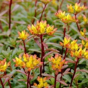 Sedum kamtschaticum var. floriferum 'Weihenstephaner Gold, Orange Stonecrop 'Weihenstephaner Gold', 'Weihenstephaner Gold' Orange Stonecrop, Russian Stonecrop 'Weihenstephaner Gold', 'Weihenstephaner Gold' Russian Stonecrop, Orange Sedum, Yellow Succulent